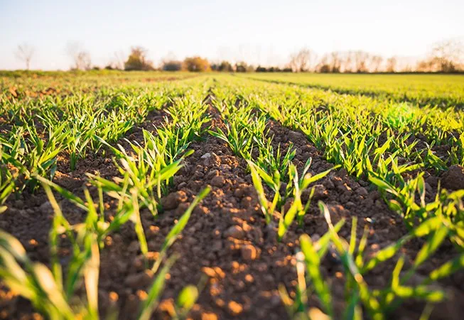 Épandage du digestat sur les cultures des agriculteurs partenaires